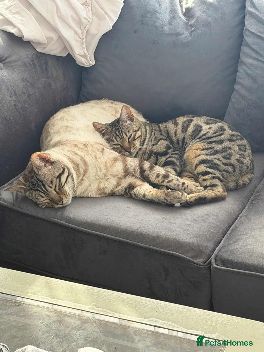 Bengal cats for sale: Bengal kittens  - Advert 1