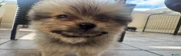 Mixed Breed dogs for sale: CAVACHON × POMERANIAN TEDDY BEAR PUPPIES in Strathaven - Advert 14