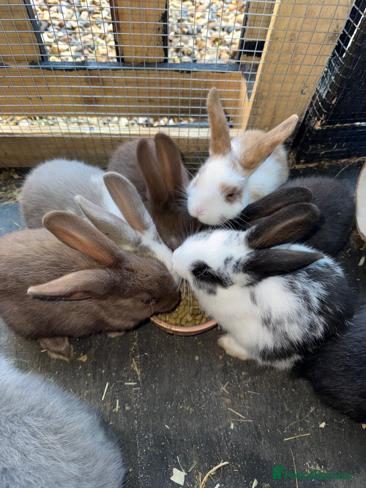 Mixed Breed rabbits 6 beautiful bunnies ✨✨ - Advert 3