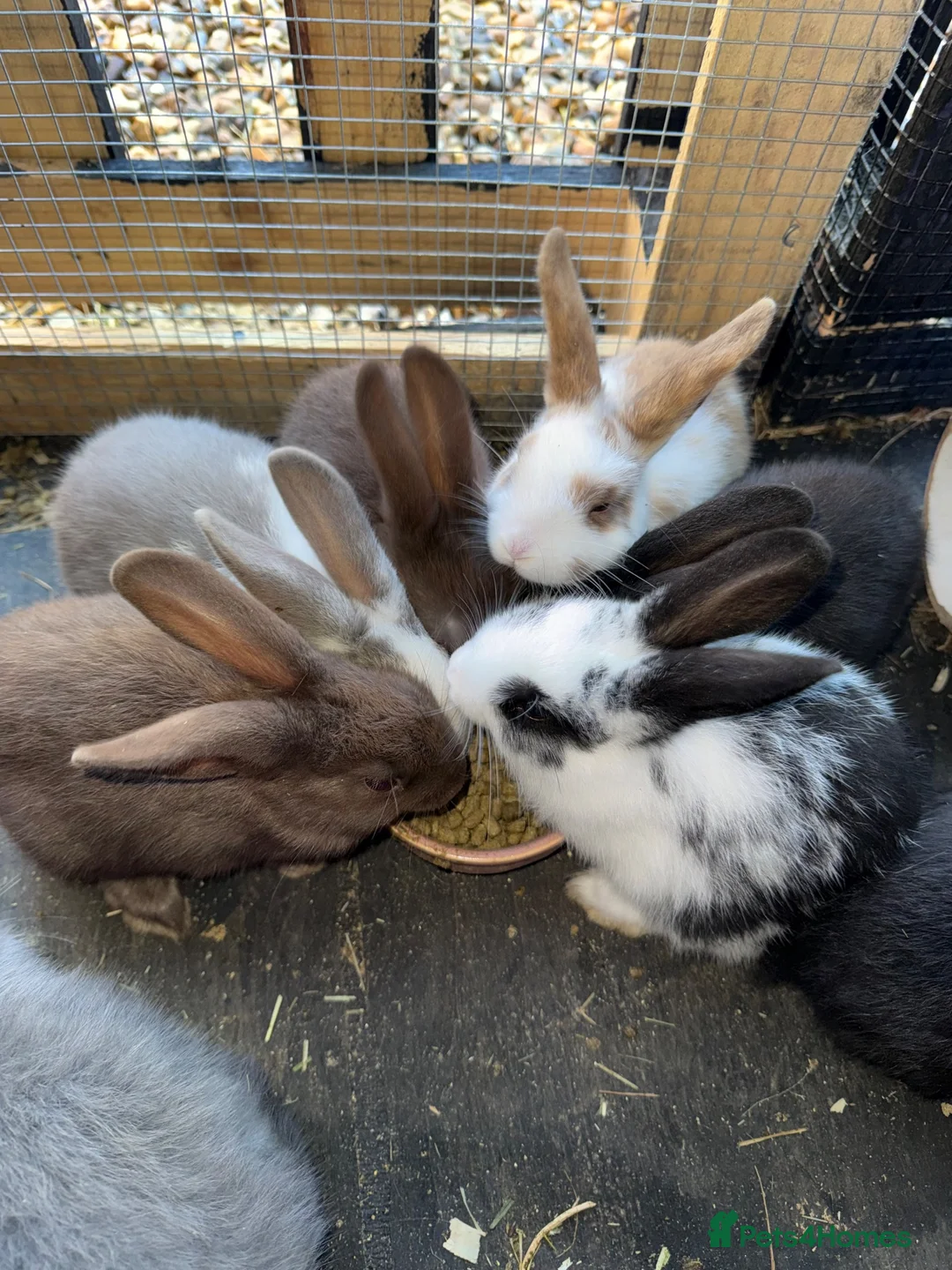 Mixed Breed rabbits for sale: 6 beautiful bunnies ✨✨ - Advert 1