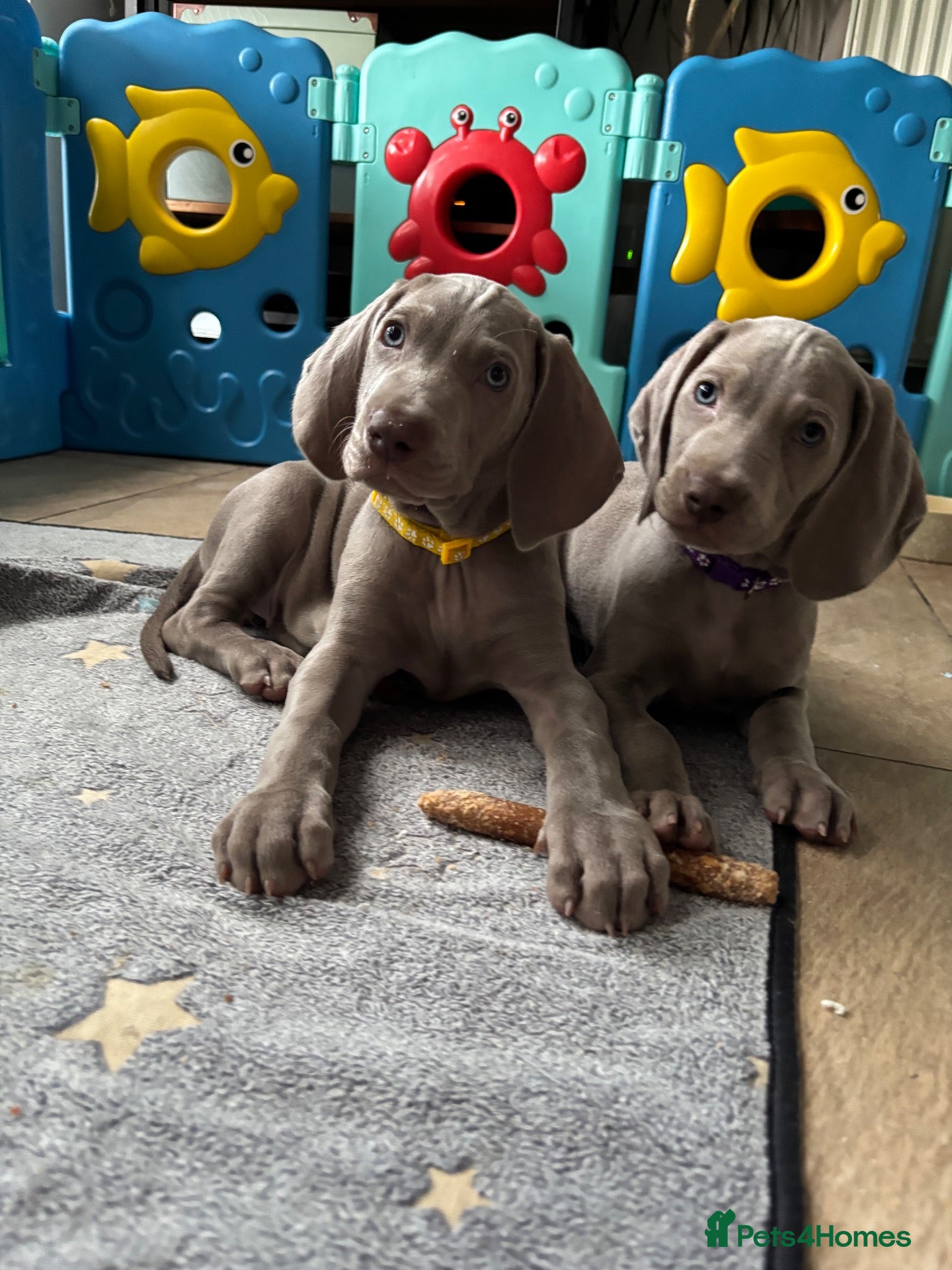 Weimaraner dogs 🥰🩷5girls ready for their forever homes KC  - Advert 1