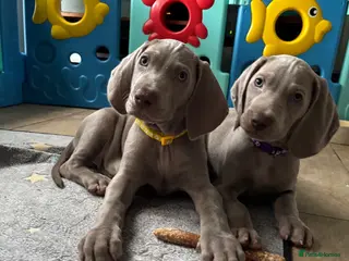 Weimaraner dogs 🥰🩷5girls ready for their forever homes KC - Advert 1