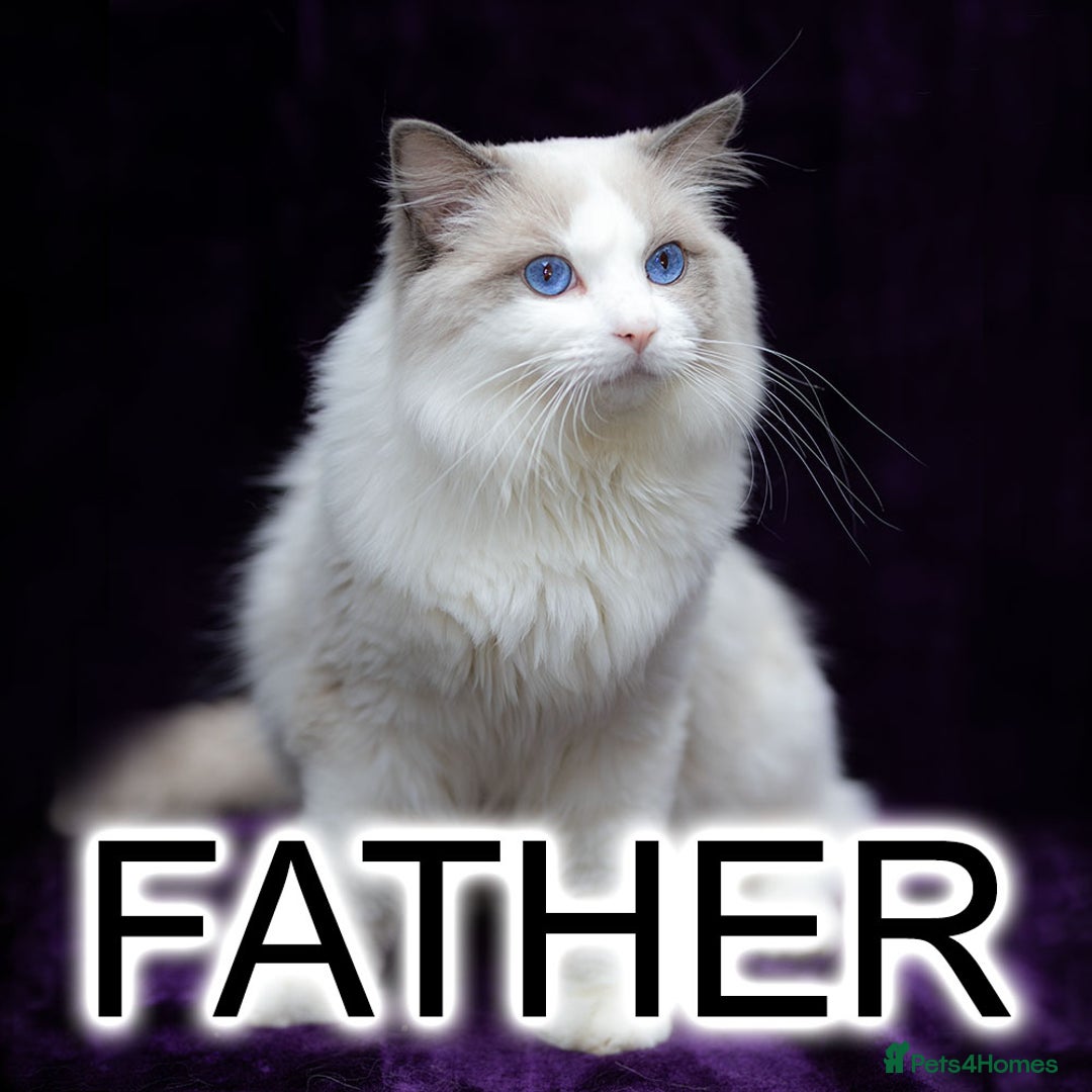 Ragdoll cats for sale: Ragdoll Bicolor Kitten Boy LRCA TICA - Advert 6