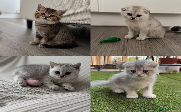 Scottish Fold cats - Advert 9