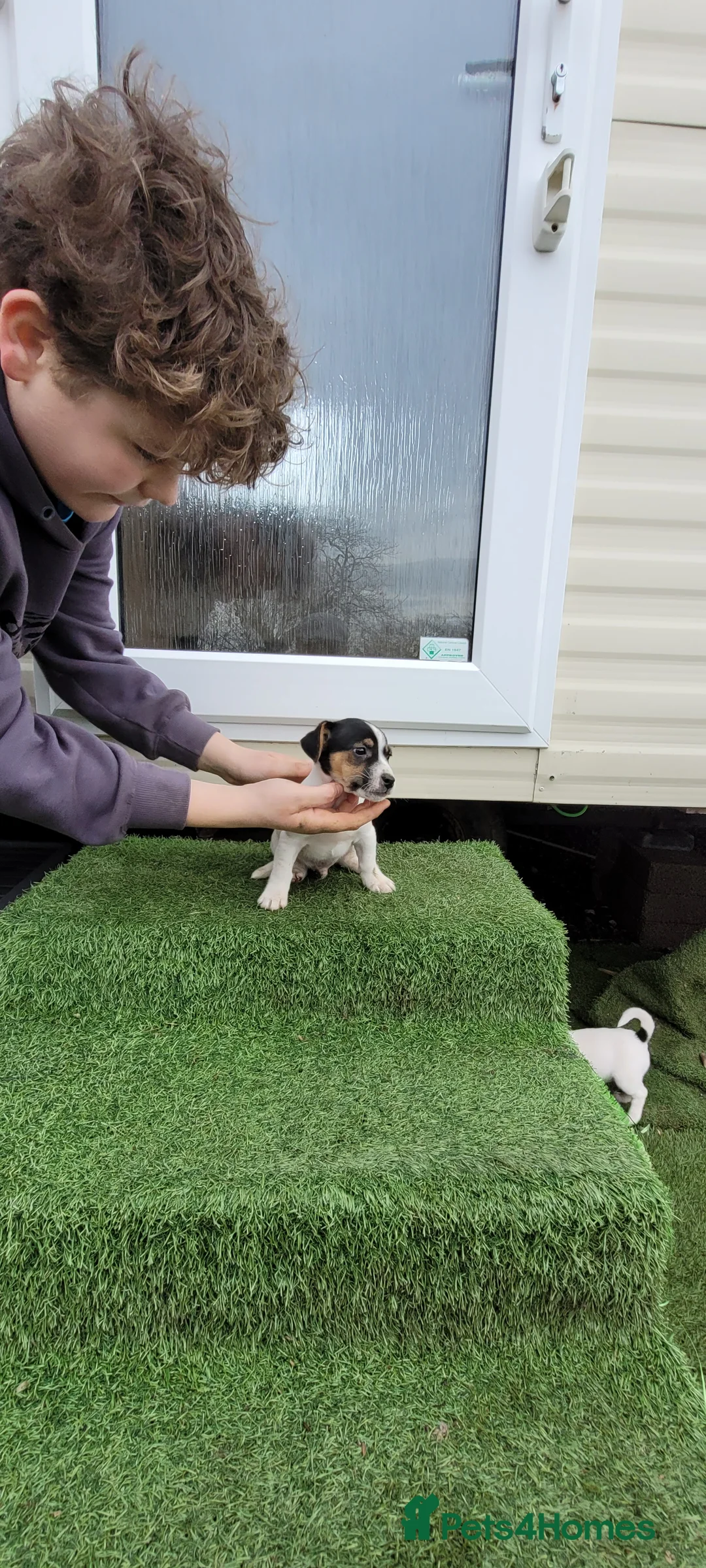 Jack Russell dogs for sale: Old fashioned short legged Jack russel pups!!! - Advert 19