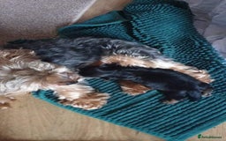 Yorkshire Terrier dogs for sale: ✨🐾last girl Mini Yorkshire Terrier Puppies –  🐾✨ - Image 11