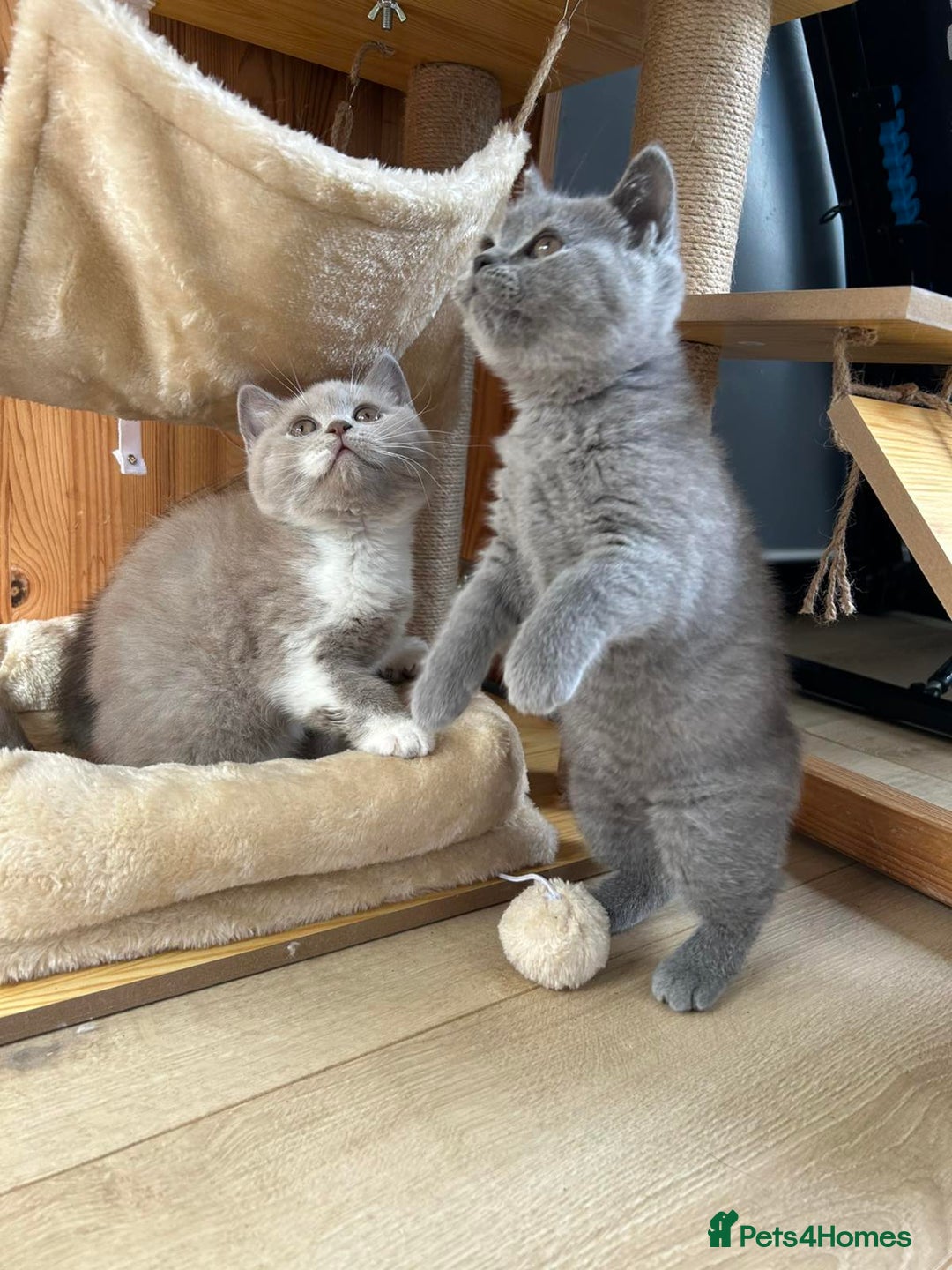 British Shorthair cats for sale: British shorthair kittens - Image 1