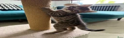 Domestic Shorthair cats for sale: Kittens for sale ❤️ in Grantham - Advert 4
