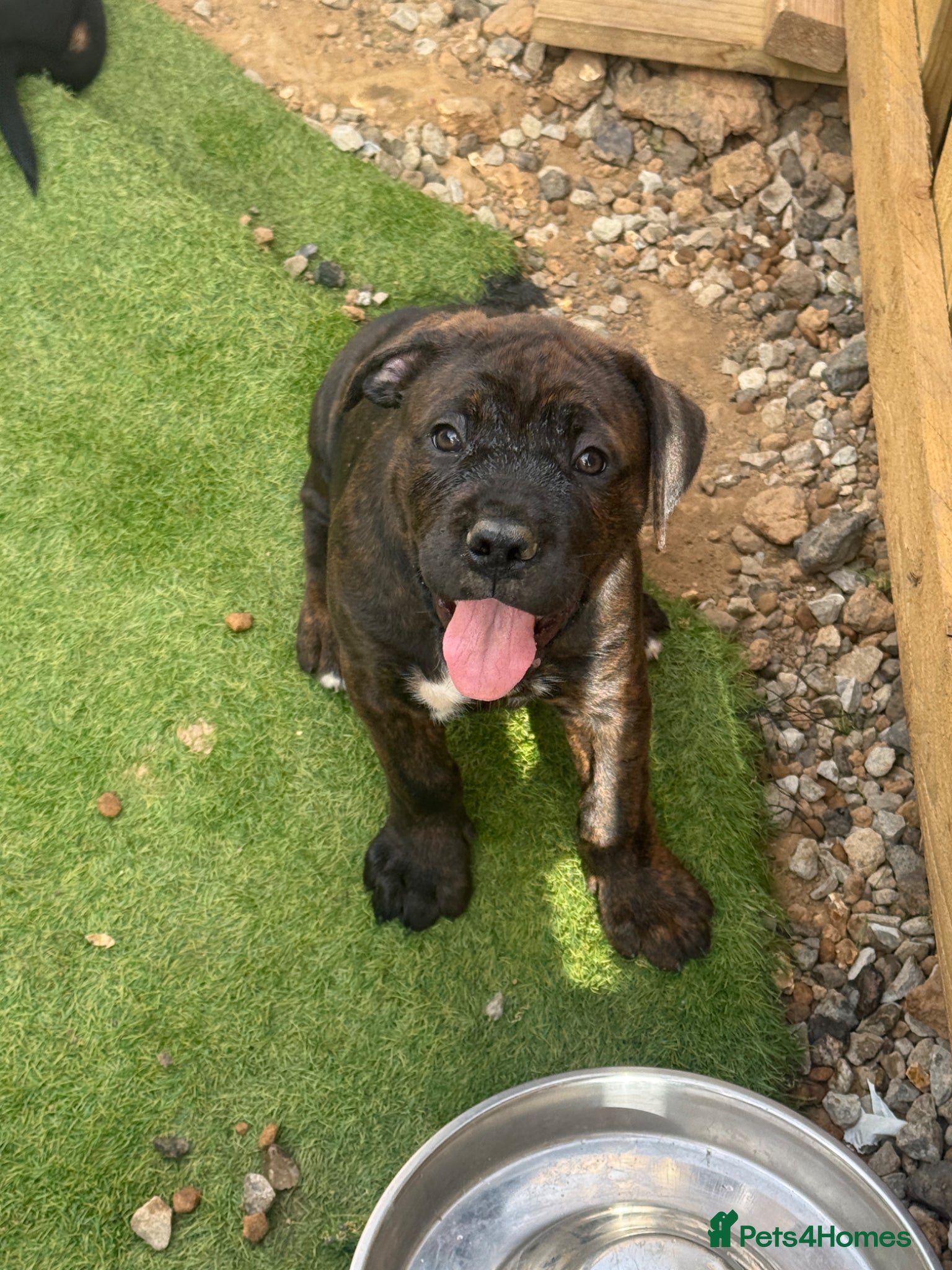 Mixed Breed dogs ❣️AVAILABLE NOW❣️ Cane Corso x - Advert 13