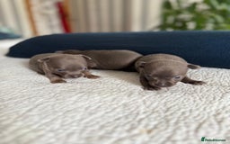 Chihuahua dogs for sale: Best quality Pedigree Puppies KC  - Image 11