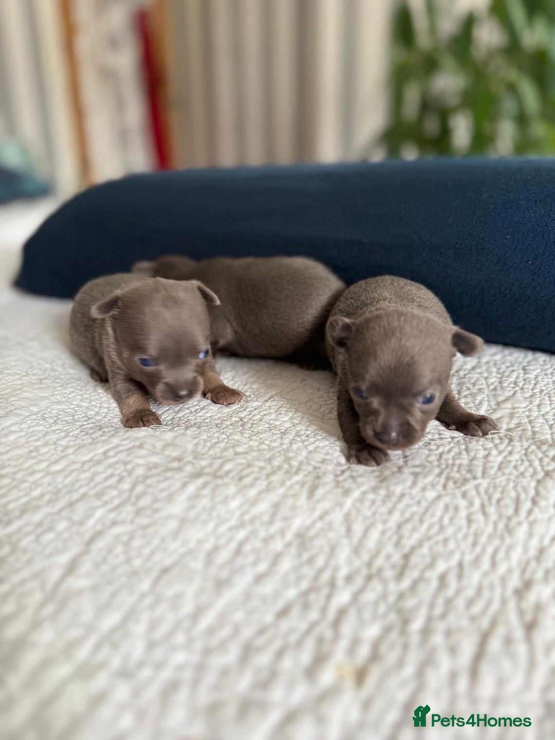 Chihuahua dogs for sale: Best quality Pedigree Puppies KC  - Image 11