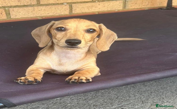 Miniature Dachshund dogs - Advert 1