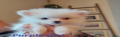 Pomeranian Puppy 1