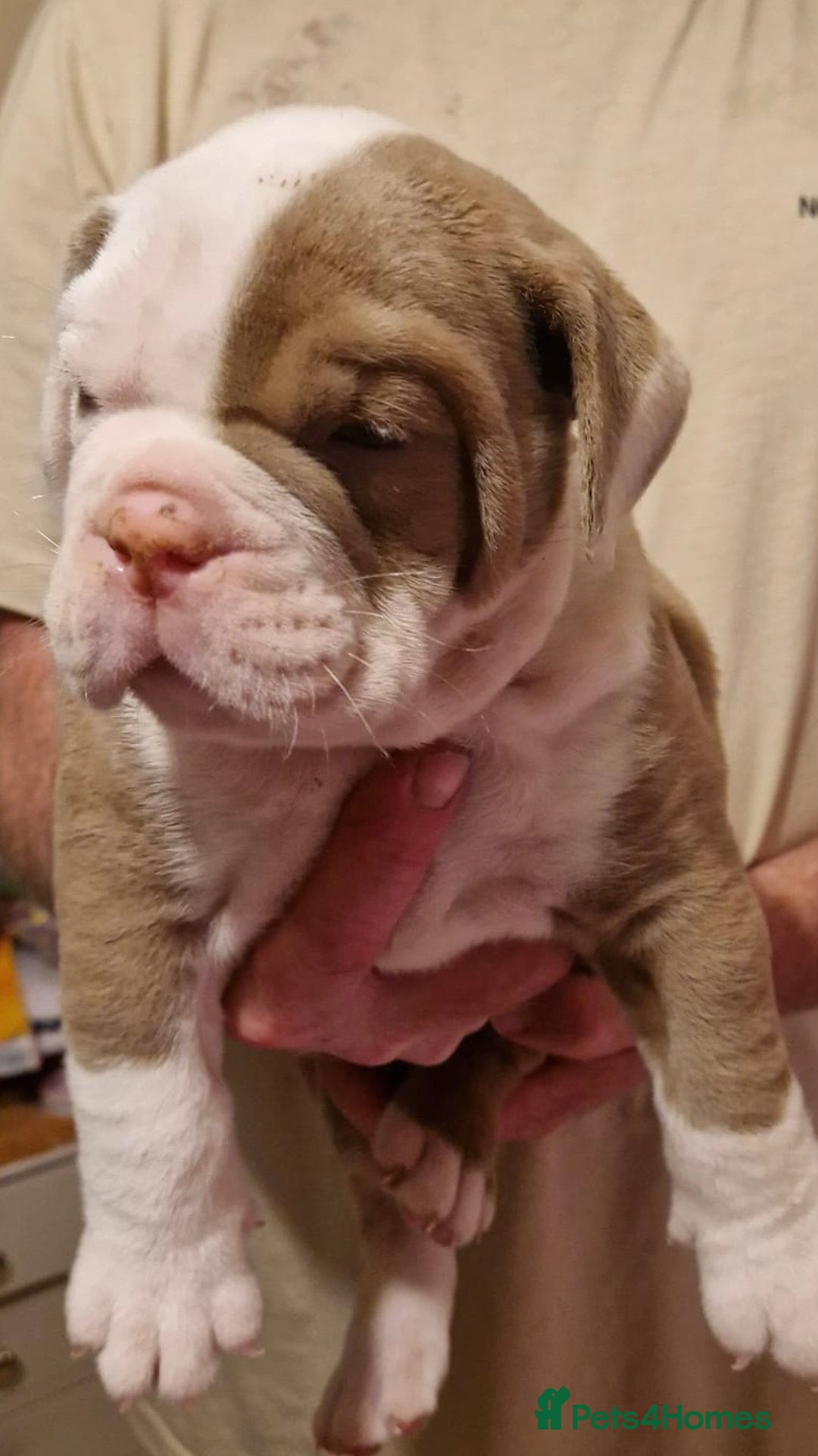Olde English Bulldogge dogs for sale: Old English bulldog puppies GENERATIONAL - Advert 26