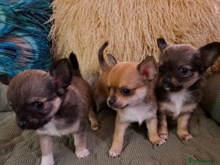 Chihuahua dogs Beautiful full pedigree chihuhua puppies - Advert 17