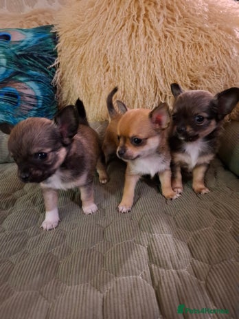 Chihuahua dogs - Advert 2