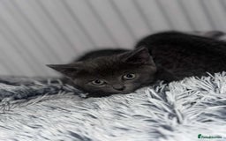 British Shorthair cats for sale: Kittens for sale bradford - Image 16