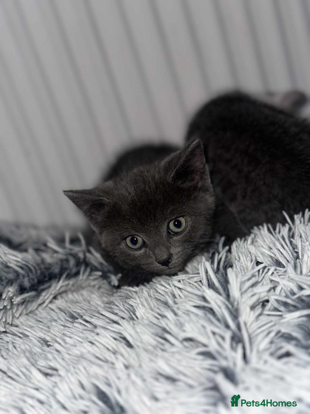 British Shorthair cats for sale: Kittens for sale bradford - Image 16