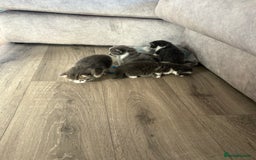 Domestic Shorthair cats for sale: 3 x female kittens  - Image 4
