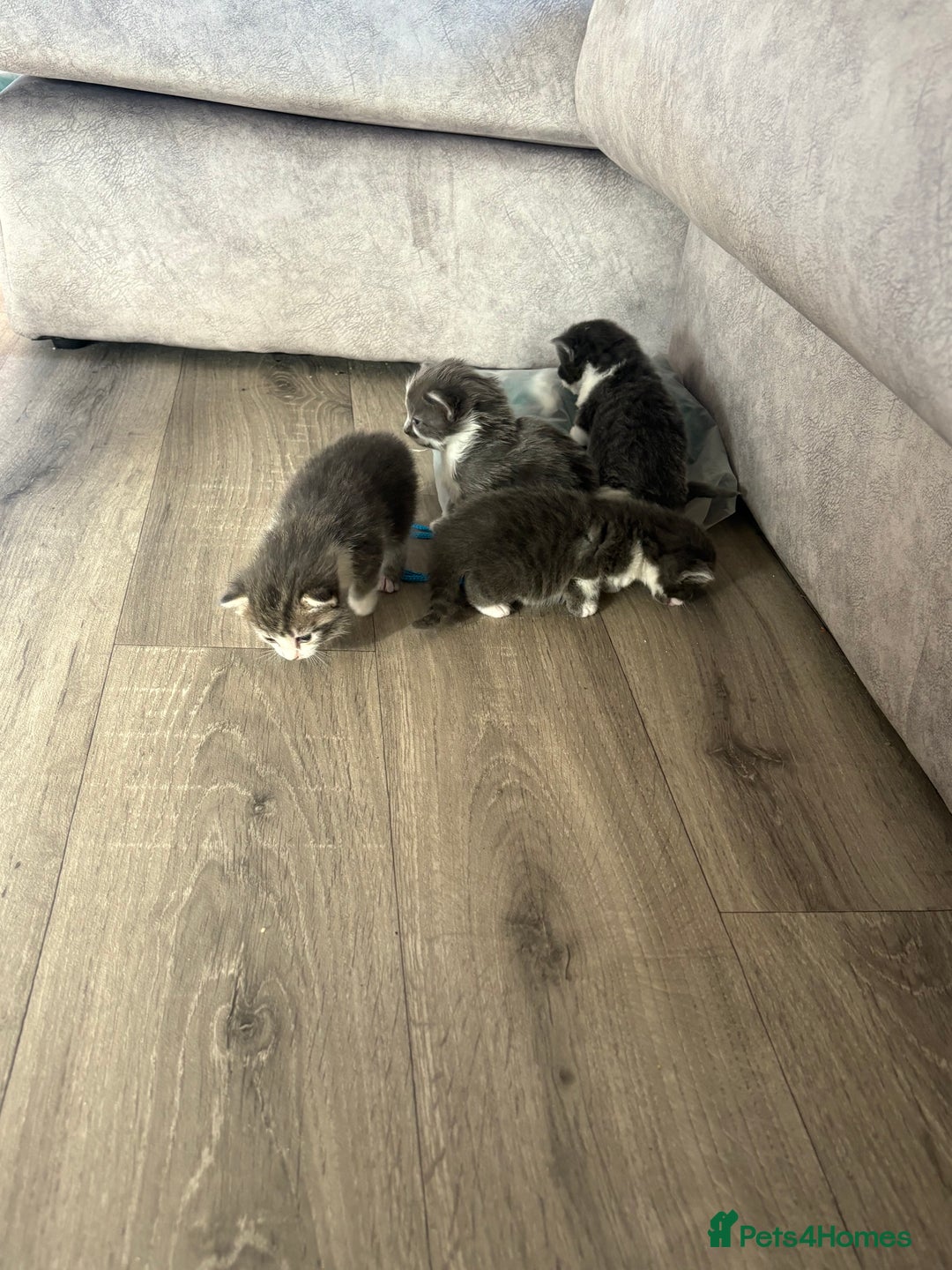 Domestic Shorthair cats for sale: 3 x female kittens  - Image 4