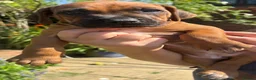 Rhodesian Ridgeback dogs for sale: Rhodesian Ridgeback puppies  - Advert 6