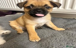 Mixed Breed dogs for sale: Pug Puppy  - Image 4
