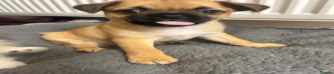 Pug Puppy 1 MacRembo