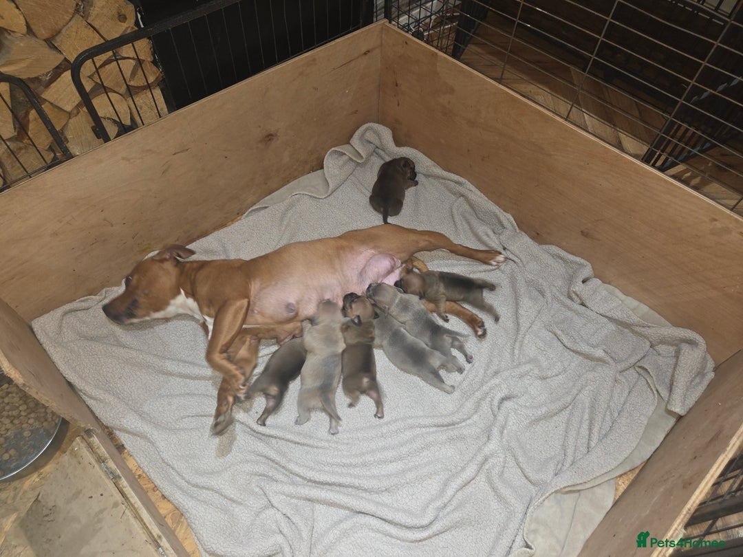 Staffordshire Bull Terrier dogs for sale: 2 red/2 red fawn puppies - Image 1