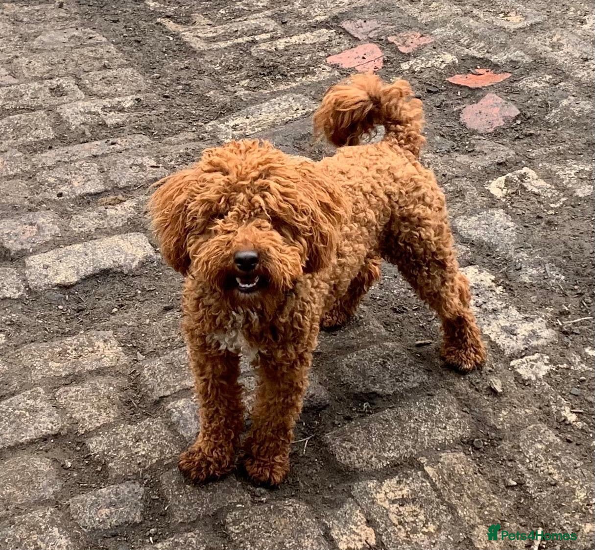 Cockapoo dogs F1 Cockapoo Puppies 🐶  - Advert 2