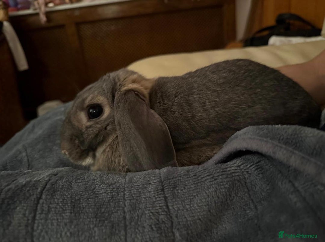 Mixed Breed rabbits for sale: Cute grey Mini Lop - Advert 2