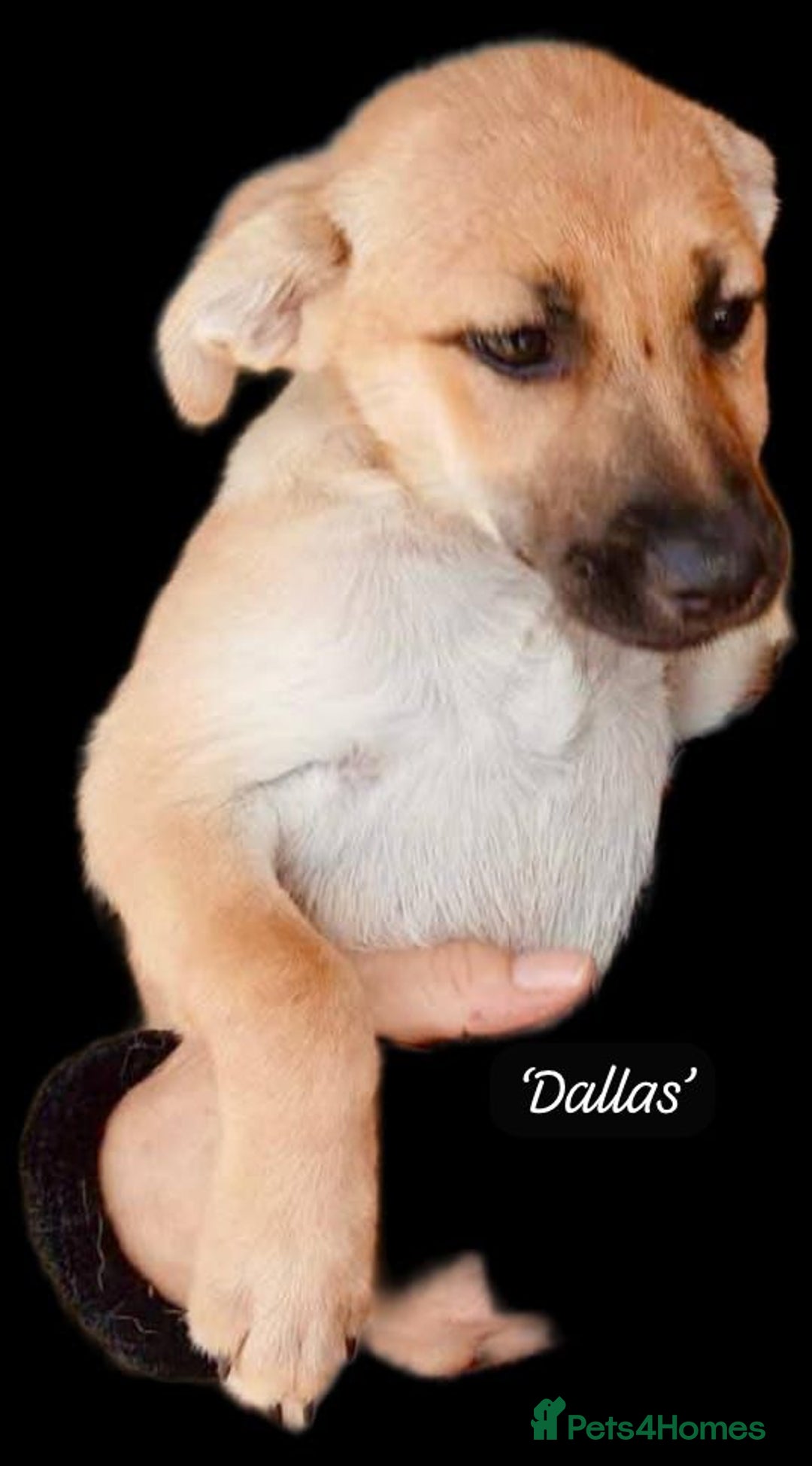 Mixed Breed dogs for adoption: Dallas, 6 months approx. Is reserved stc🎉🎉 - Image 2