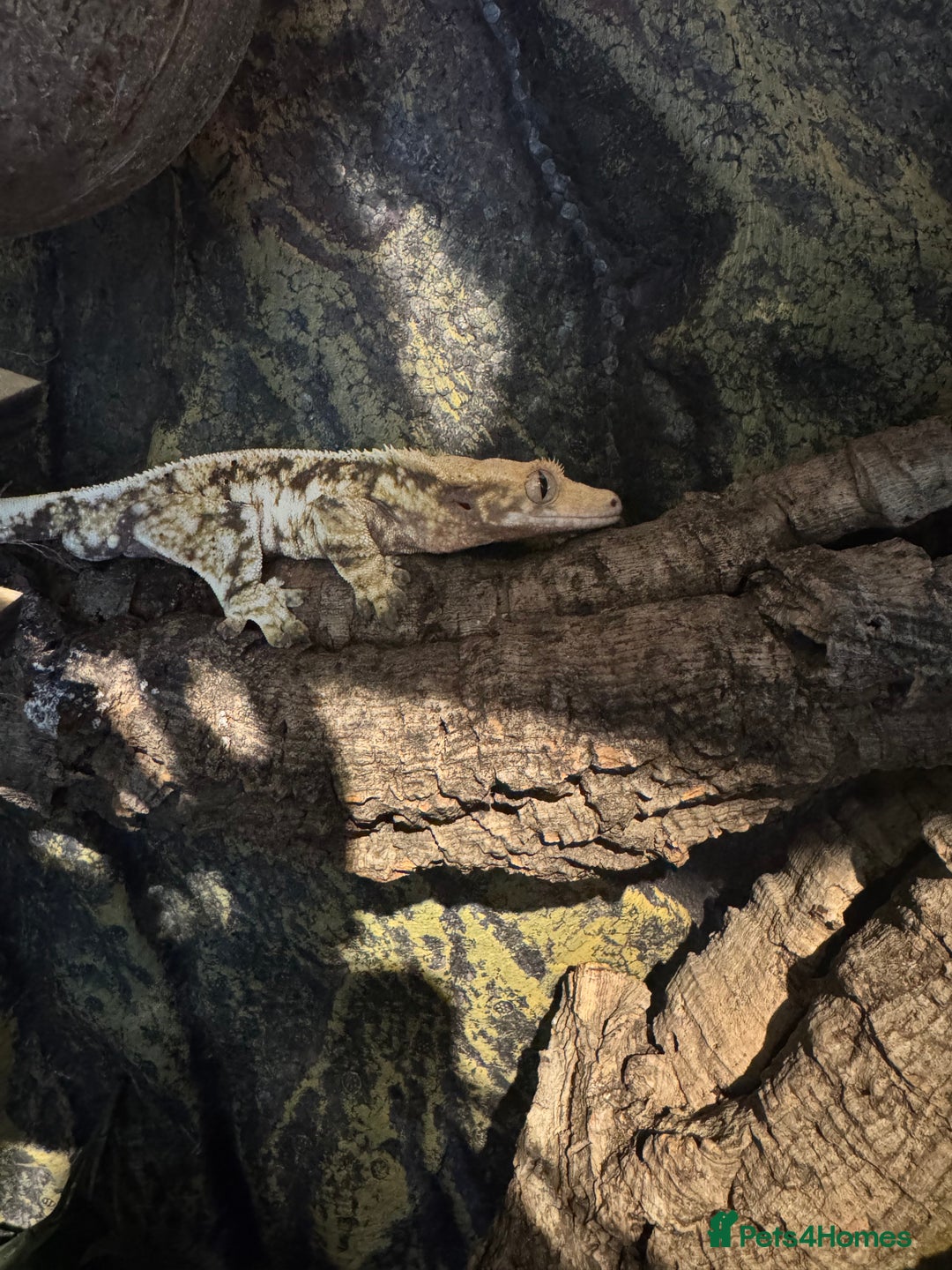 Gecko reptiles for sale: 5 mixed lizards available  in Yelverton - Advert 2