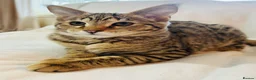 Savannah cats for sale: ✨ Special F2 Savannah Female ✨ - Advert 1