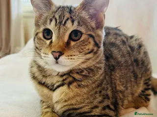 Savannah cats ✨ Special F2 Savannah Female ✨ - Advert 3