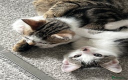 Mixed Breed cats for sale: Kittens  - Image 25