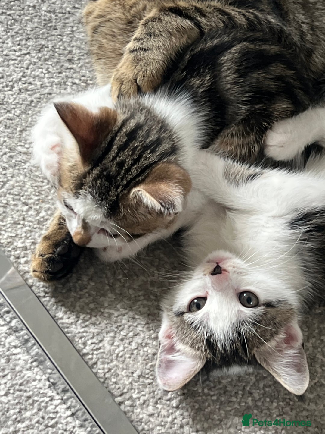 Mixed Breed cats for sale: Kittens  - Image 25