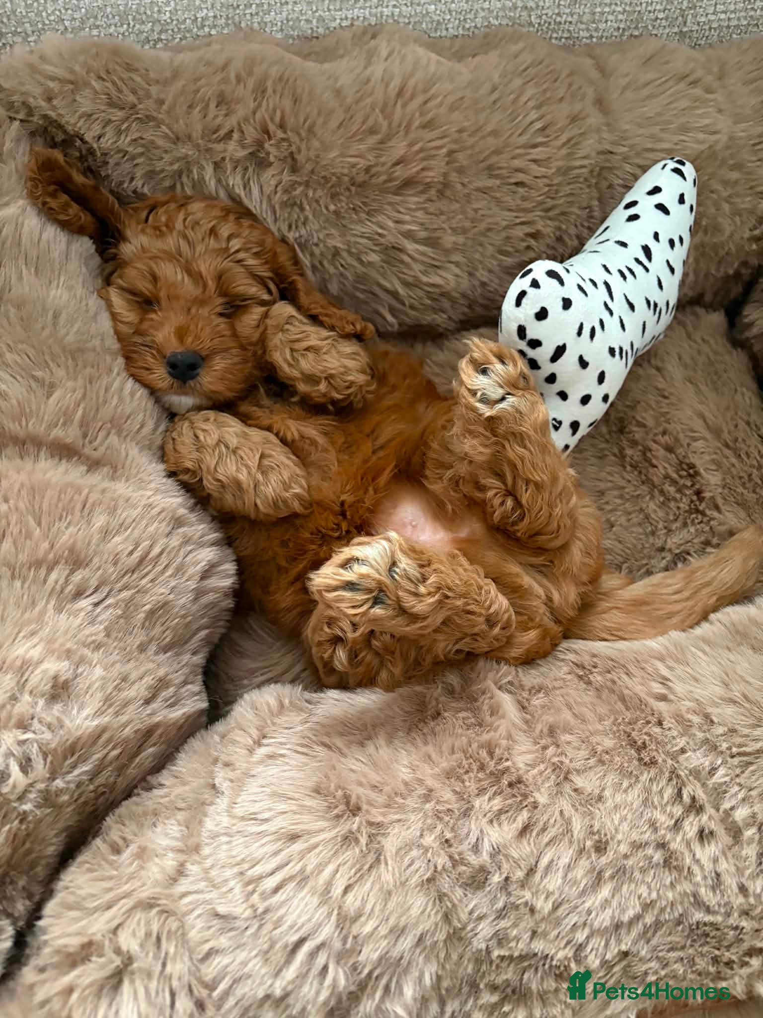 Cockapoo dogs ‼️Only 1 girl ‼️ Tiny F1b Cockapoo Puppies - Advert 2