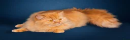 British Shorthair cats for sale: **TICA Registered British Shorthair Kittens🧡🤎 - Advert 8