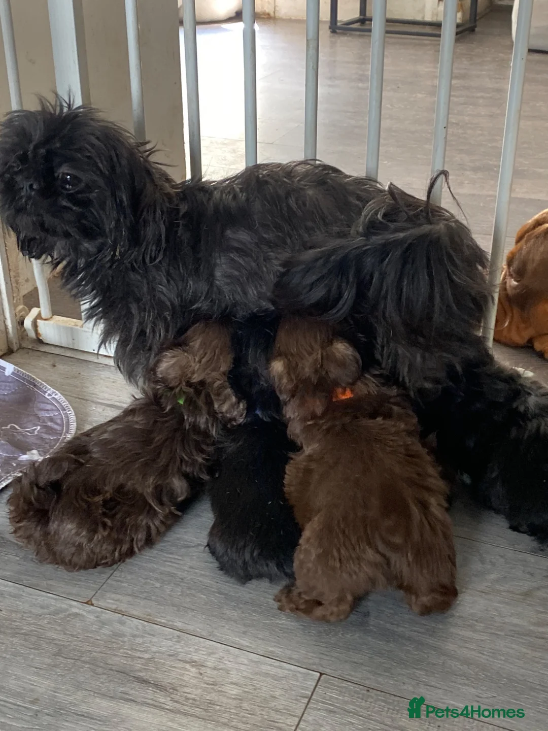 Shih Tzu dogs for sale: Imperial Shih Tzu’s  - Advert 2