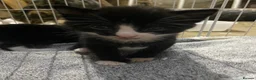 Mixed Breed cats for sale: Beautiful Kittens  in Lanark - Advert 3