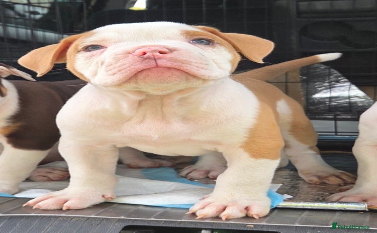 Olde English Bulldogge dogs - Advert 10