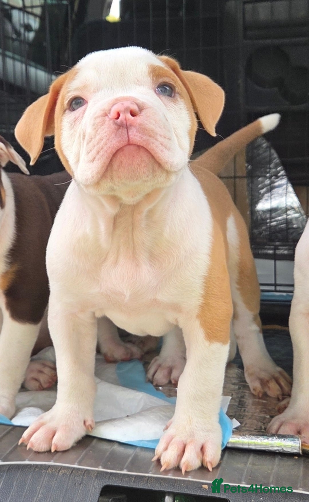 Olde English Bulldogge dogs for sale: Olde English bulldogs  - Image 1
