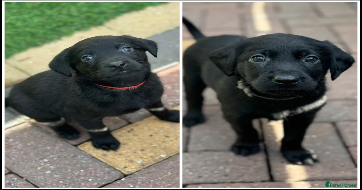 Labrador Retriever Puppies for sale in Burton-on-Trent, Staffordshire ...