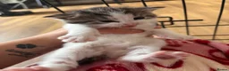 Mixed Breed cats for sale: Long haired mix breed kittens. - Advert 2