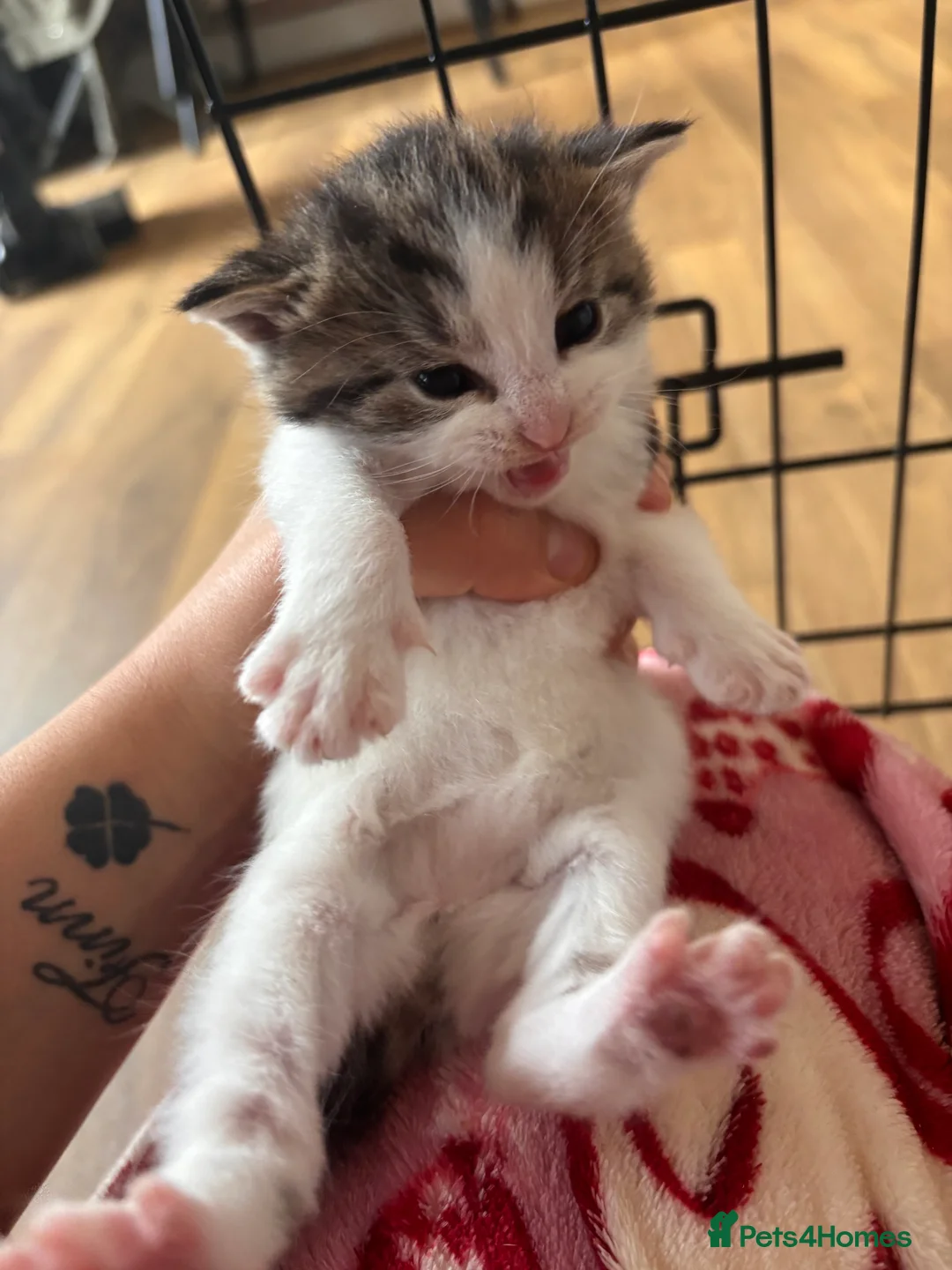 Mixed Breed cats for sale: Long haired mix breed kittens. - Advert 2