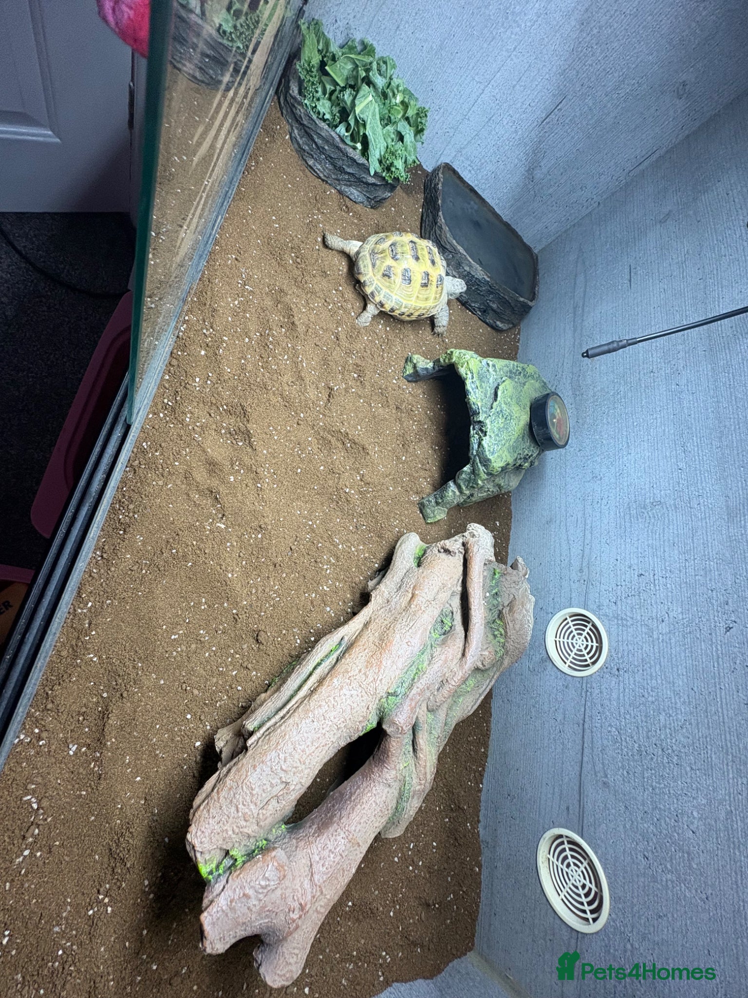 Tortoise reptiles for sale: Horse field tortoise  - Advert 7