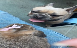 Mini Lop rabbits for sale: Bambi need gone ASAP - Image 1