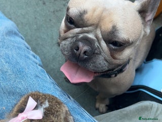 Mini Lop rabbits - Advert 1