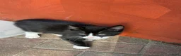 Mixed Breed cats for sale: 2 boy kittens  - Advert 3