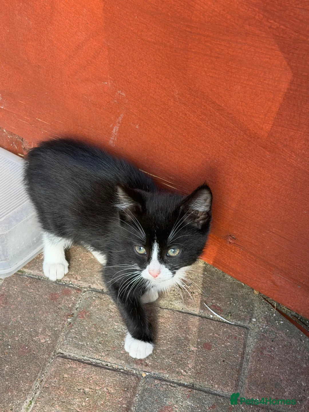 Mixed Breed cats for sale: 2 boy kittens  - Advert 3